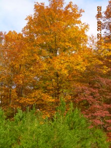 Shades of ChangeDSCN0101